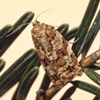 Douglas-fir Male Tussock Moth